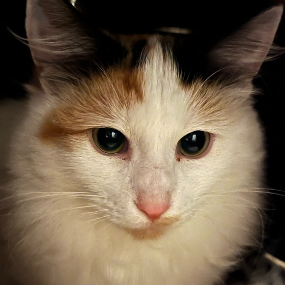 Meet your Posher, CJ - Picture 6 of 15